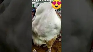 14-06-2023 🔥 Pakistan 🔥 Viral ♥️ Bull 🐂 #pakistan #viral #fyp #shorts