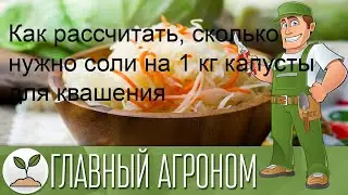 Как рассчитать, сколько нужно соли на 1 кг капусты для квашения