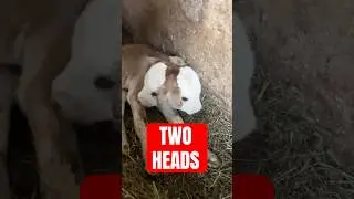 5 Animals Found With Extra Body Parts