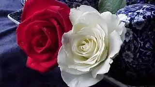 Damar Şarkılar 2018 & 2019