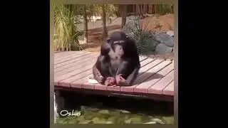 funny! Chimpanzee feeding fish with their own hands #shorts  #funny  #viral