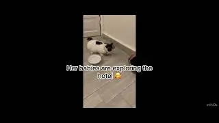 I made friends with cats on my hotel balcony!