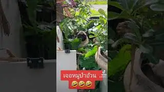 เจอหมูอ้วน ตัวกลม ๆ นั่งสบายใจ🤣🤣🤣🤣🤣 