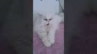 Ich - Jeden Morgen 🤣