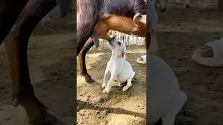 Dog sucking goat milk 