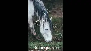 Cheval bonne journée