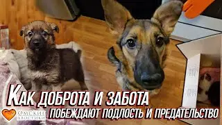 Как доброта и забота побеждают подлость и предательство | Все хвостики дома. Тапи (Аска)