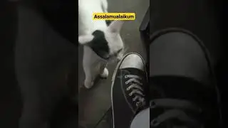 Kucing Arab😅. #shorts #cat #catlover #kucing #cats #kucingarab #viral