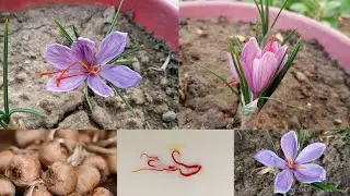 How to grow Saffron / kesar (zafraan) at home from bulbs