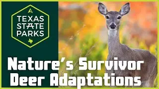 Nature's Survivors Behavioral and Physical Adaptations of Deer