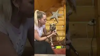 Стрижка когтей. Амстафф Риана. Питомник GaidJewel’s