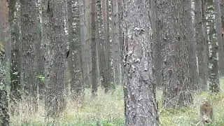 Чёрный дятел в лесу дарзыни.