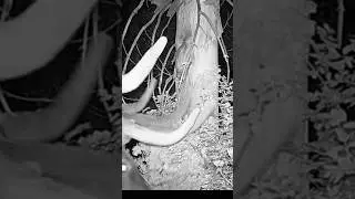 UTAH BULL ELK ON TRAILCAM