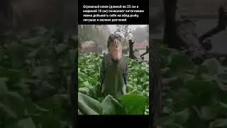 Китоглав под дождем