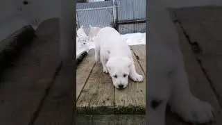 Вот такие уже межведата! Свободны две девочки! 