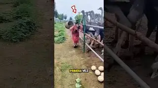 Plan Astuto para Capturar Huevos de Avestruz ❤️