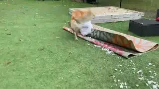 Tucker's Waltz of Destruction