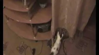 Аня с котятами