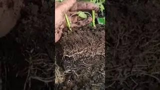 перец болгарский 🫑 2 в 1 лунку 