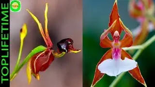 10 rarest orchids in the world