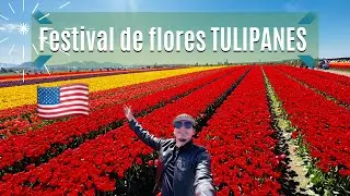 TULIPANES 🌷 💐 Asi es el festival de flores en EEUU 🇺🇸