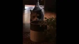 WILD MUNCHKIN.mp4