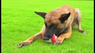 #dog Pet Chew Toy
