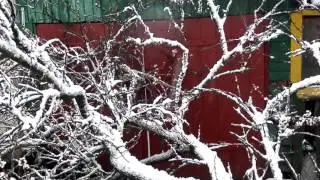 Снегопад в апреле. Snowfall in April.