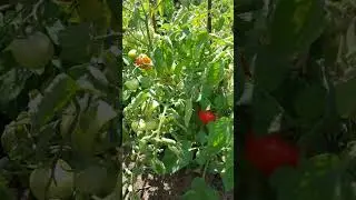 Огляд городу 2022 року.