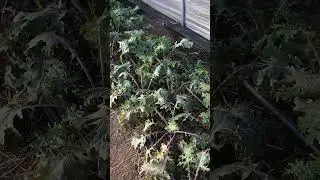 Got Frost? No Problem!