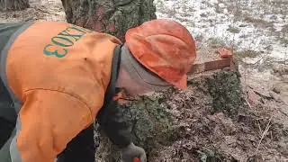 валка леса невезучий день