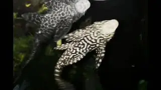 птеригоплихт и плекостомус