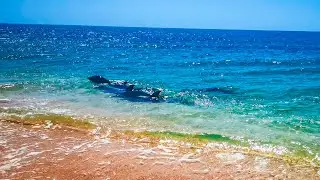 Дикие Дельфины на Диком Пляже приплыли к людям! Крым, Кояшское Озеро 2020