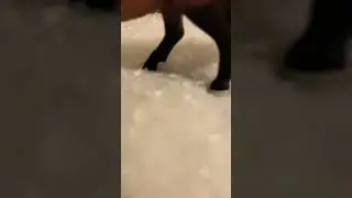 My new schleich horse short video