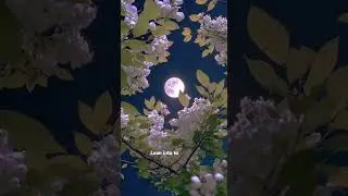 Reflex - Parcels (Cover)
