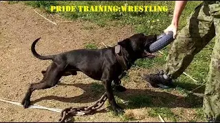 Тренинг: Борьба/PRIDE