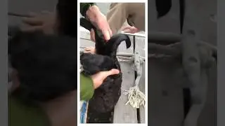 An otter asked a man for help.