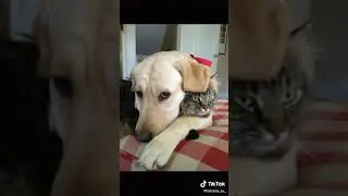 Этот прекрасный мир...