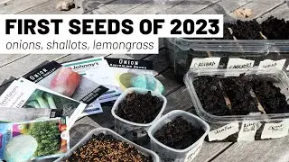 Seed starting in January (Zone 7) Onions, shallots, leeks, lemongrass // GroundedHavenHomestead