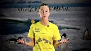 Just like animals trailer