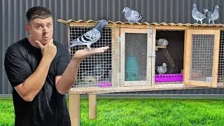I NEED Help Naming Pigeon Team!