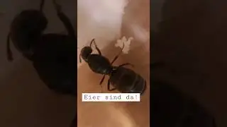 Oliver kahn wollte Eier. Hier sind sie. Gefangene Lasius niger Königin hat die ersten Eier.