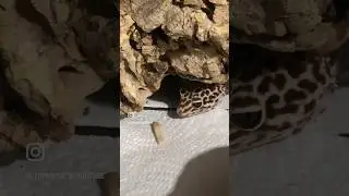 Celebrating My Geckos 18th Birthday