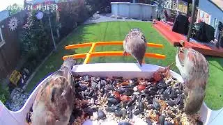 Video Bird feeder