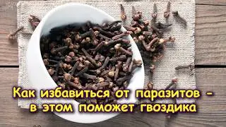 КАК ИЗБАВИТЬСЯ ОТ ПАРАЗИТОВ - в этом поможет ГВОЗДИКА