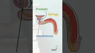 Anatomy of the Urethra
