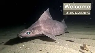 Sharklab ADRIA Introduction 2025