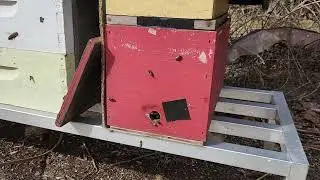 Rescued colony still thriving