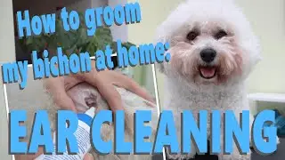 How to groom my bichon at home: Ear Cleaning