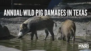 #Shorts Annual Wild Pig Damages in Texas